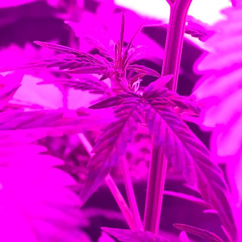 MJ 1702 growlog timeline photo