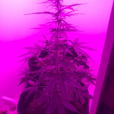 MJ 1702 growlog timeline photo