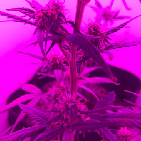 MJ 1702 growlog timeline photo