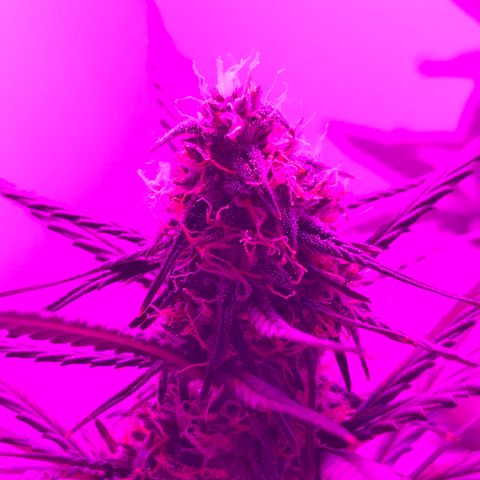 MJ 1702 growlog timeline photo