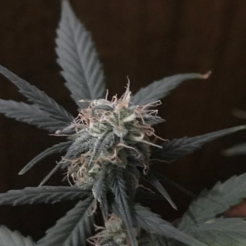 MJ 1702 growlog timeline photo