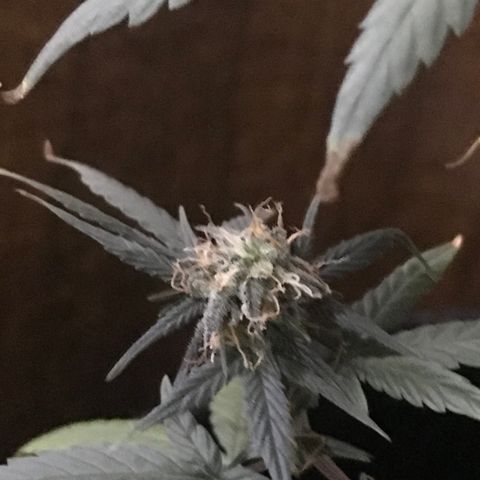 MJ 1702 growlog timeline photo