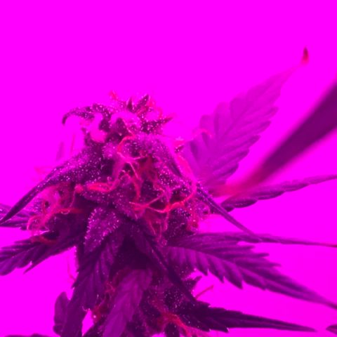 MJ 1702 growlog timeline photo