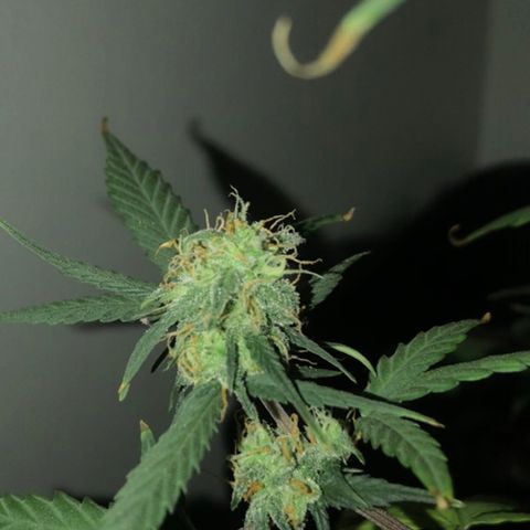 MJ 1702 growlog timeline photo