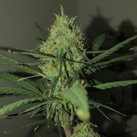 MJ 1702 growlog timeline photo