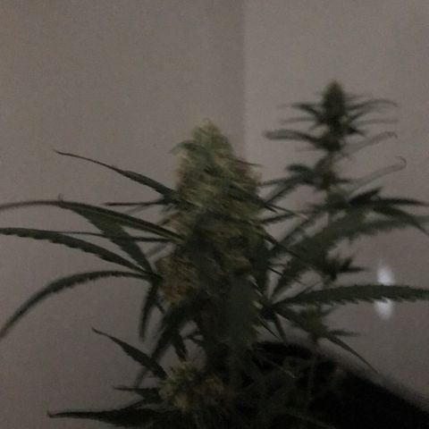 MJ 1702 growlog timeline photo