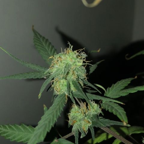 MJ 1702 growlog timeline photo