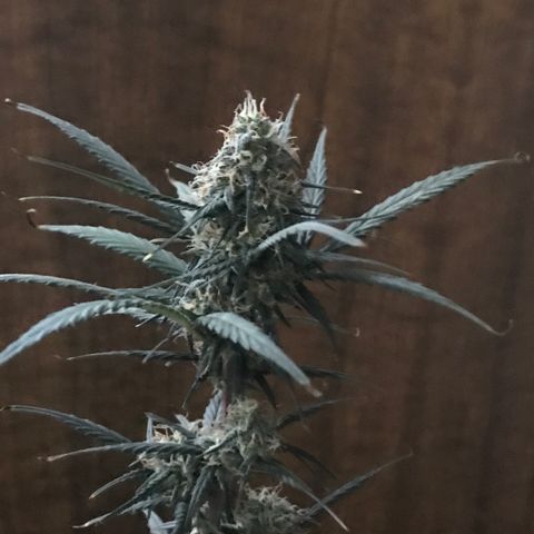 MJ 1702 growlog timeline photo