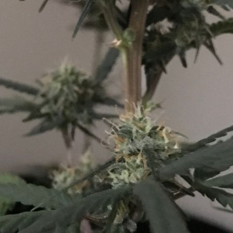 MJ 1702 growlog timeline photo