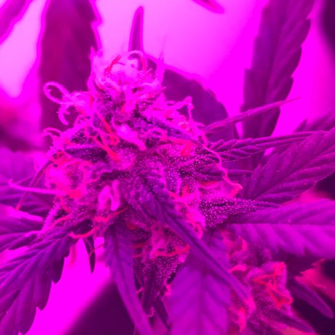 MJ 1702 growlog timeline photo