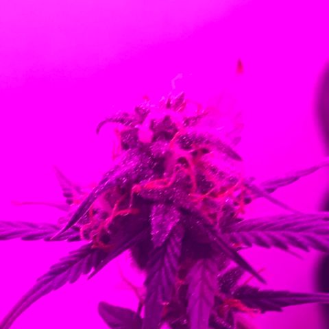 MJ 1702 growlog timeline photo