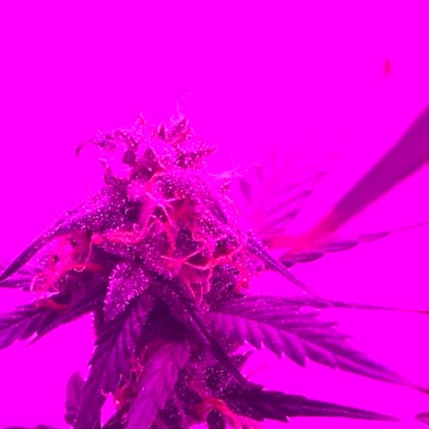 MJ 1702 growlog timeline photo