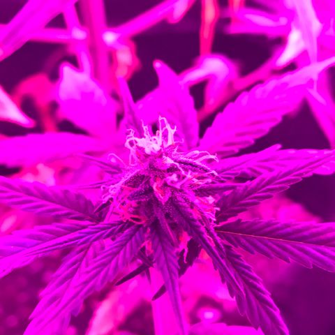 MJ 1702 growlog timeline photo