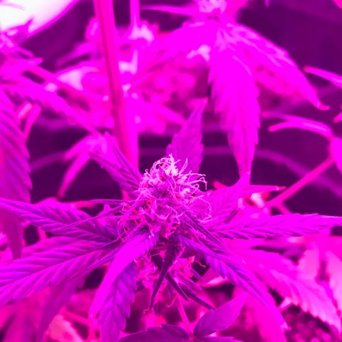 MJ 1702 growlog timeline photo