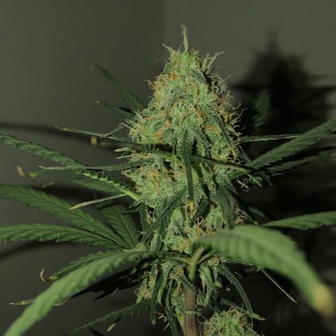 MJ 1702 growlog timeline photo