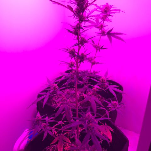 MJ 1702 growlog timeline photo