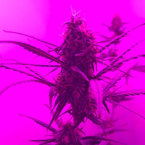 MJ 1702 growlog timeline photo