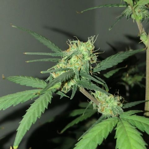 MJ 1702 growlog timeline photo