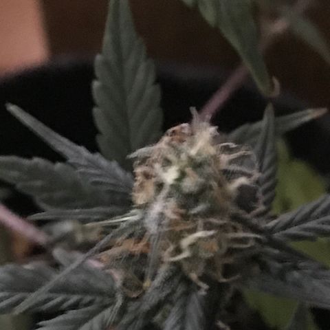 MJ 1702 growlog timeline photo