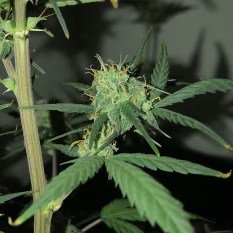 MJ 1702 growlog timeline photo