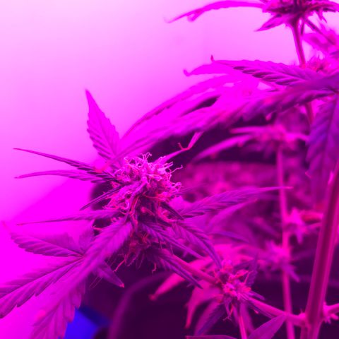 MJ 1702 growlog timeline photo