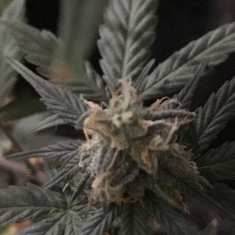 MJ 1702 growlog timeline photo