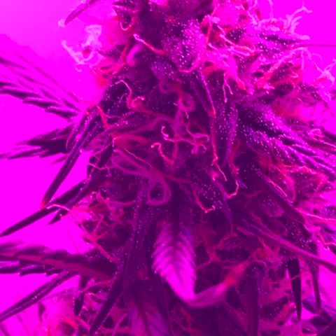 MJ 1702 growlog timeline photo