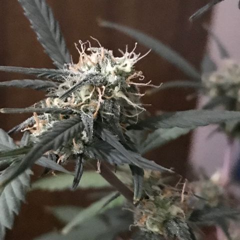 MJ 1702 growlog timeline photo