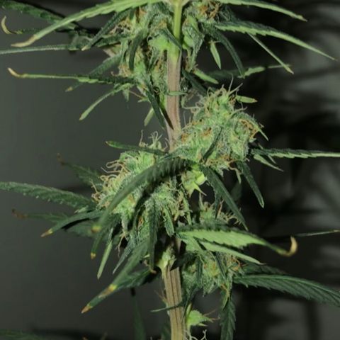 MJ 1702 growlog timeline photo