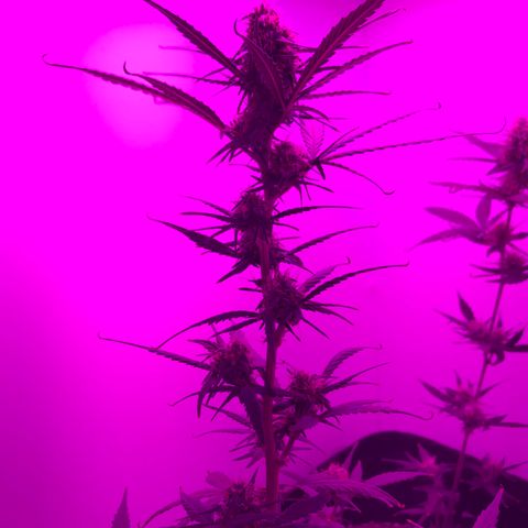 MJ 1702 growlog timeline photo