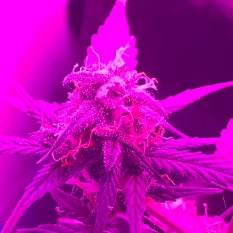 MJ 1702 growlog timeline photo