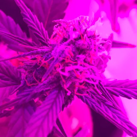 MJ 1702 growlog timeline photo
