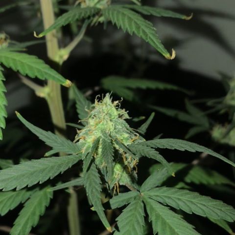 MJ 1702 growlog timeline photo