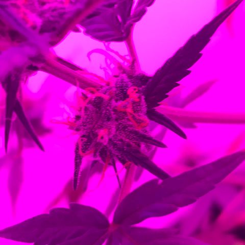 MJ 1702 growlog timeline photo