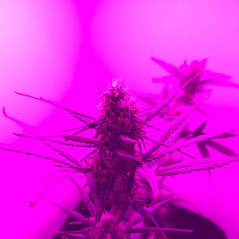 MJ 1702 growlog timeline photo