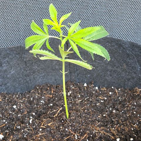 Cherry growlog timeline photo