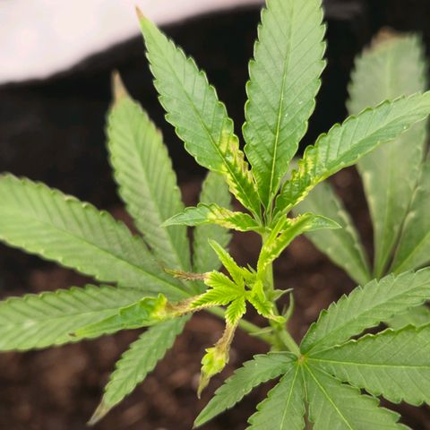 Cherry growlog timeline photo