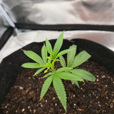 Cherry growlog timeline photo