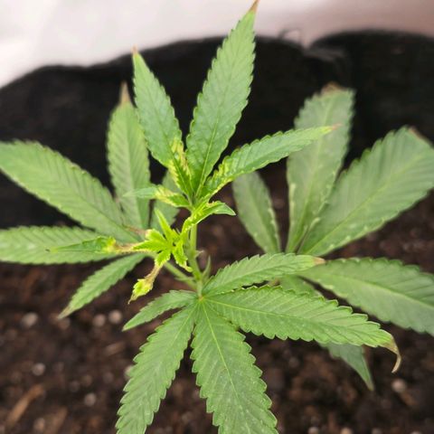 Cherry growlog timeline photo