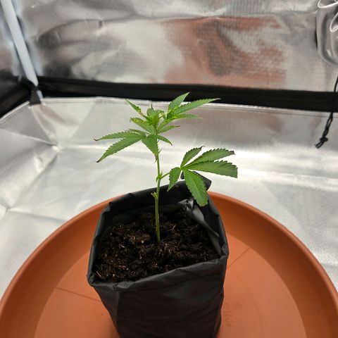 Cherry growlog timeline photo
