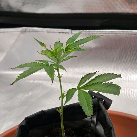Cherry growlog timeline photo