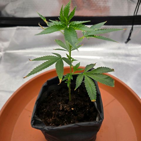 Cherry growlog photo: Tag 10 / Sie erholt sich