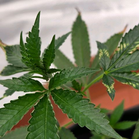 Cherry growlog photo: Tag 10 / Sie erholt sich