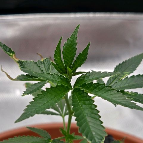 Cherry growlog photo: Tag 10 / Sie erholt sich