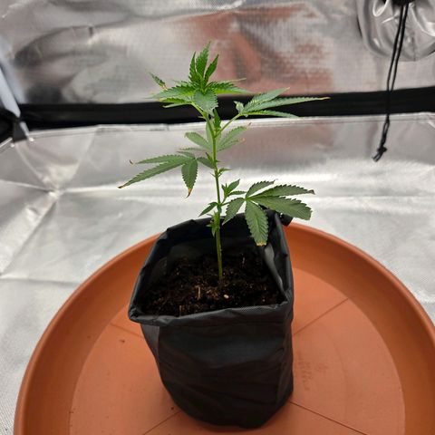 Cherry growlog photo: Tag 10 / Sie erholt sich