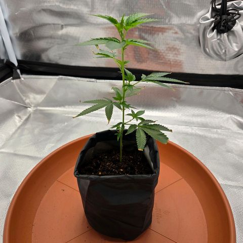 Cherry growlog timeline photo