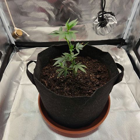 Cherry growlog timeline photo
