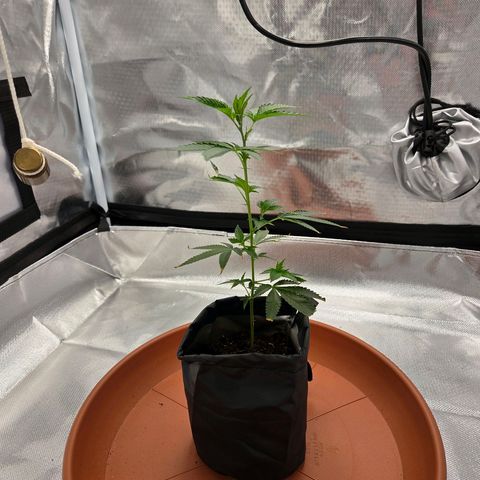 Cherry growlog timeline photo