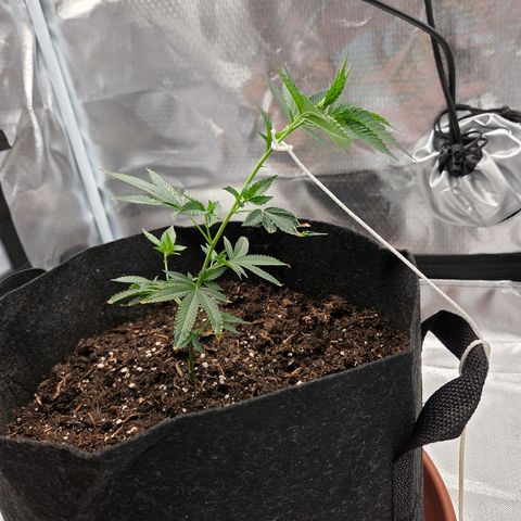 Cherry growlog photo: LowStress Training