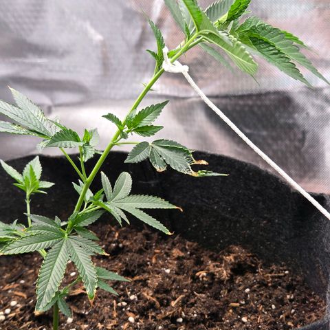 Cherry growlog photo: LowStress Training
